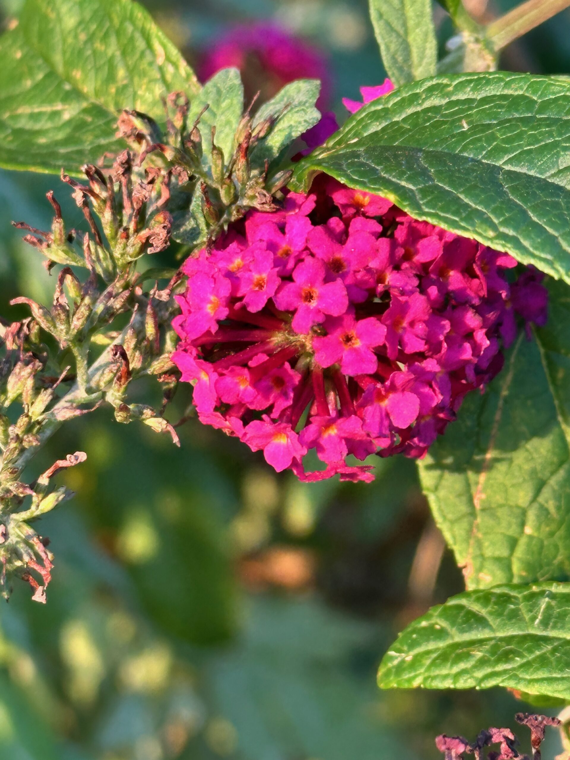 Bright pink flowers in the sunlight