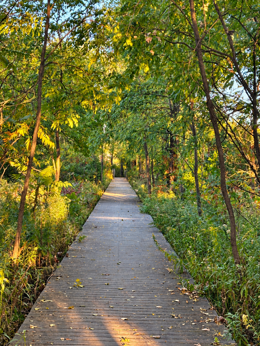 A wooden boardwalk beneath the trees in the bird sanctuary