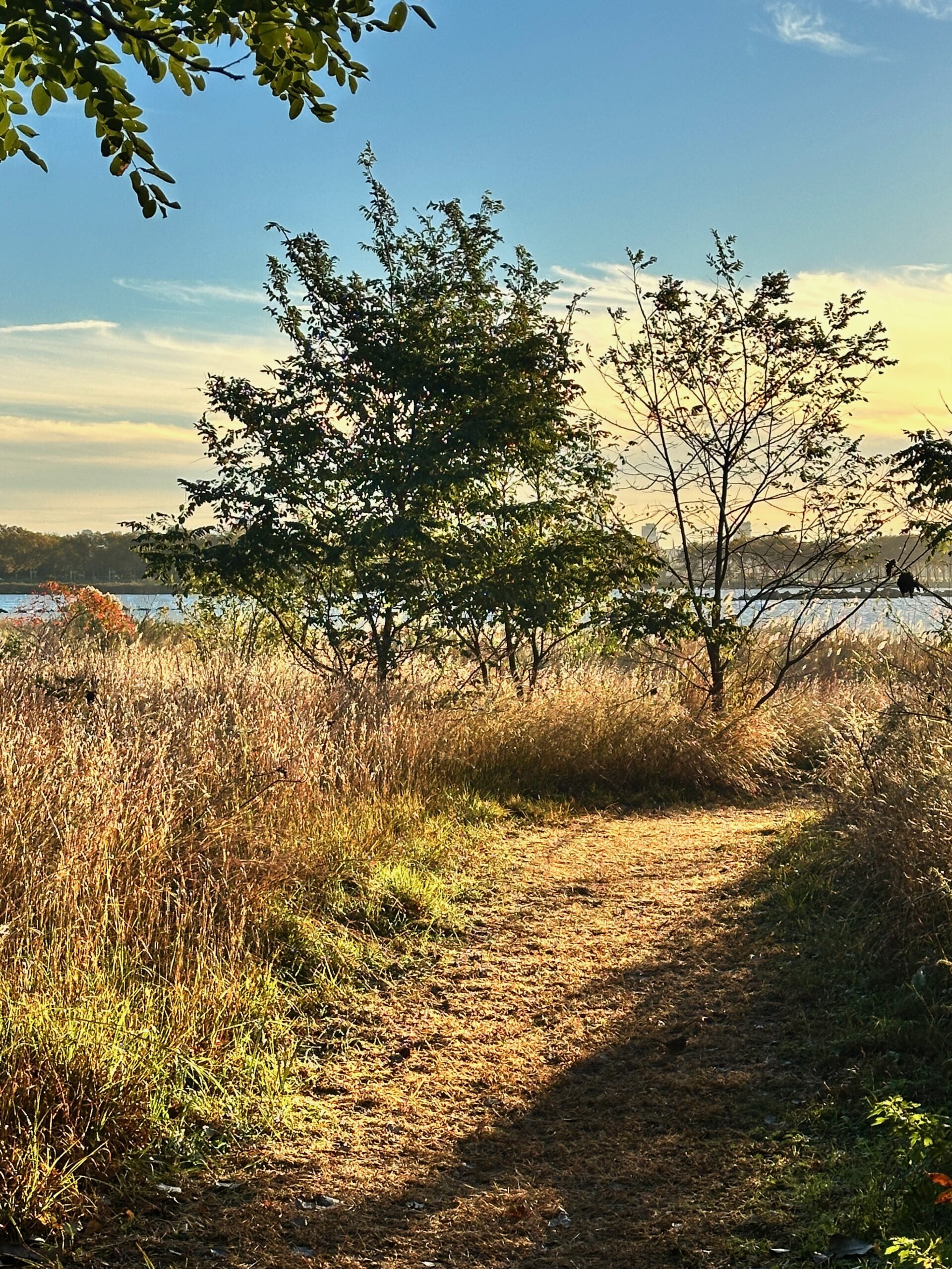 The sunlit stretch of the secret path approaching the beach